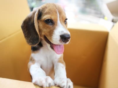Include your pets in your moving plan. Without a plan in place, it can be stressful for them and have long-term effects. 