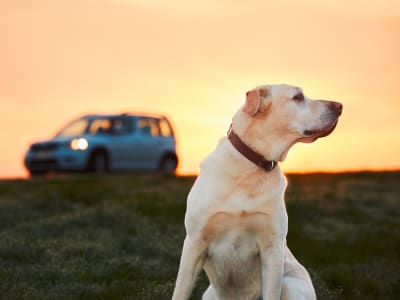 Long distance movers recommend giving pets frequent stops and plenty of exercise during the journey to your new home.