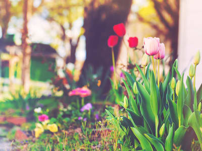 Like a hummingbird, your long distance movers can help you fly into a spring move.