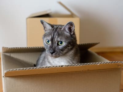 Make your pet’s move less stressful with moving tips you can use before, during, and after you relocate. 