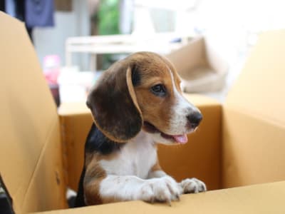 A little preparation can help you keep pets safe and secure when moving.