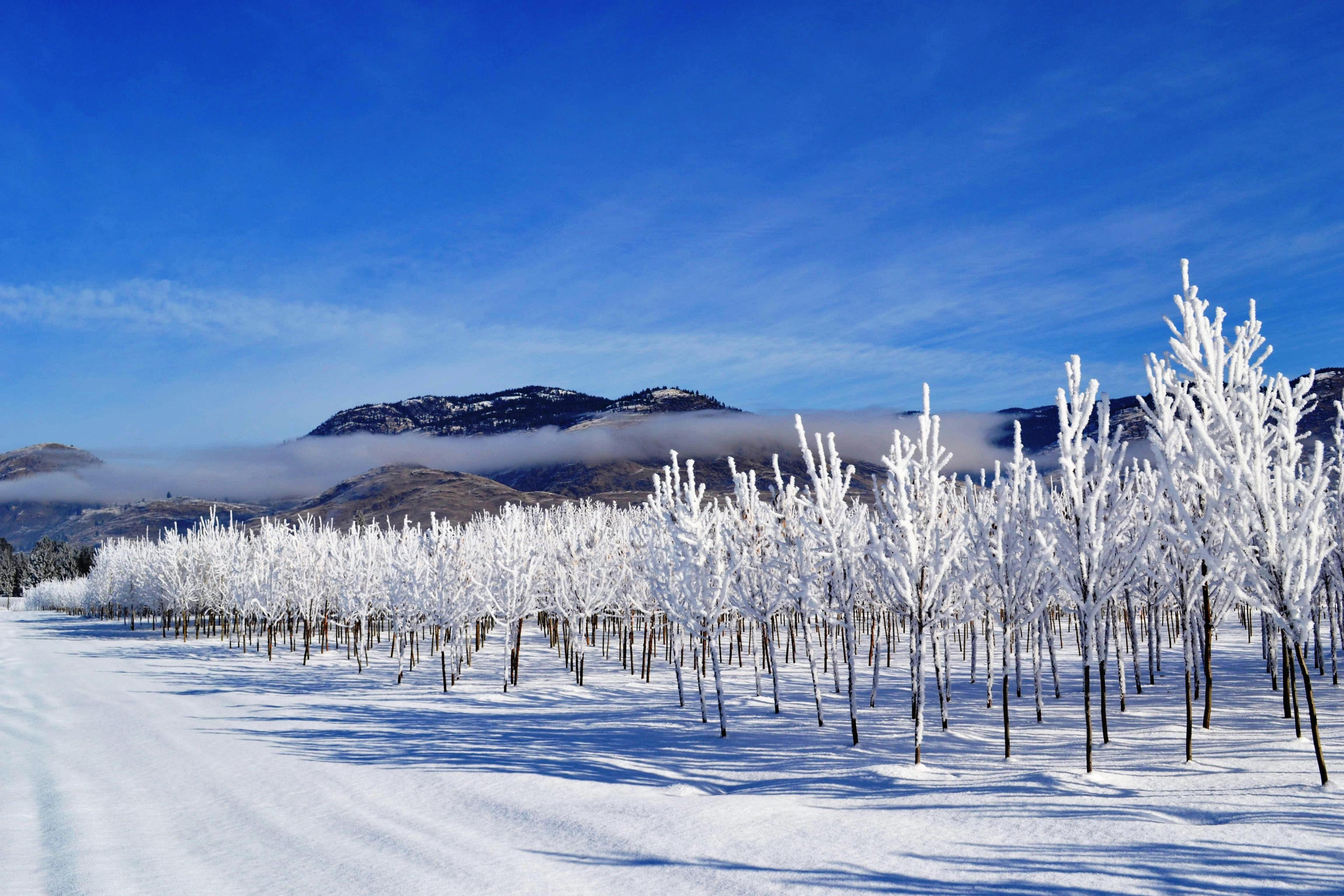 Wholesale nursery specializing in cold-hardy nursery stock