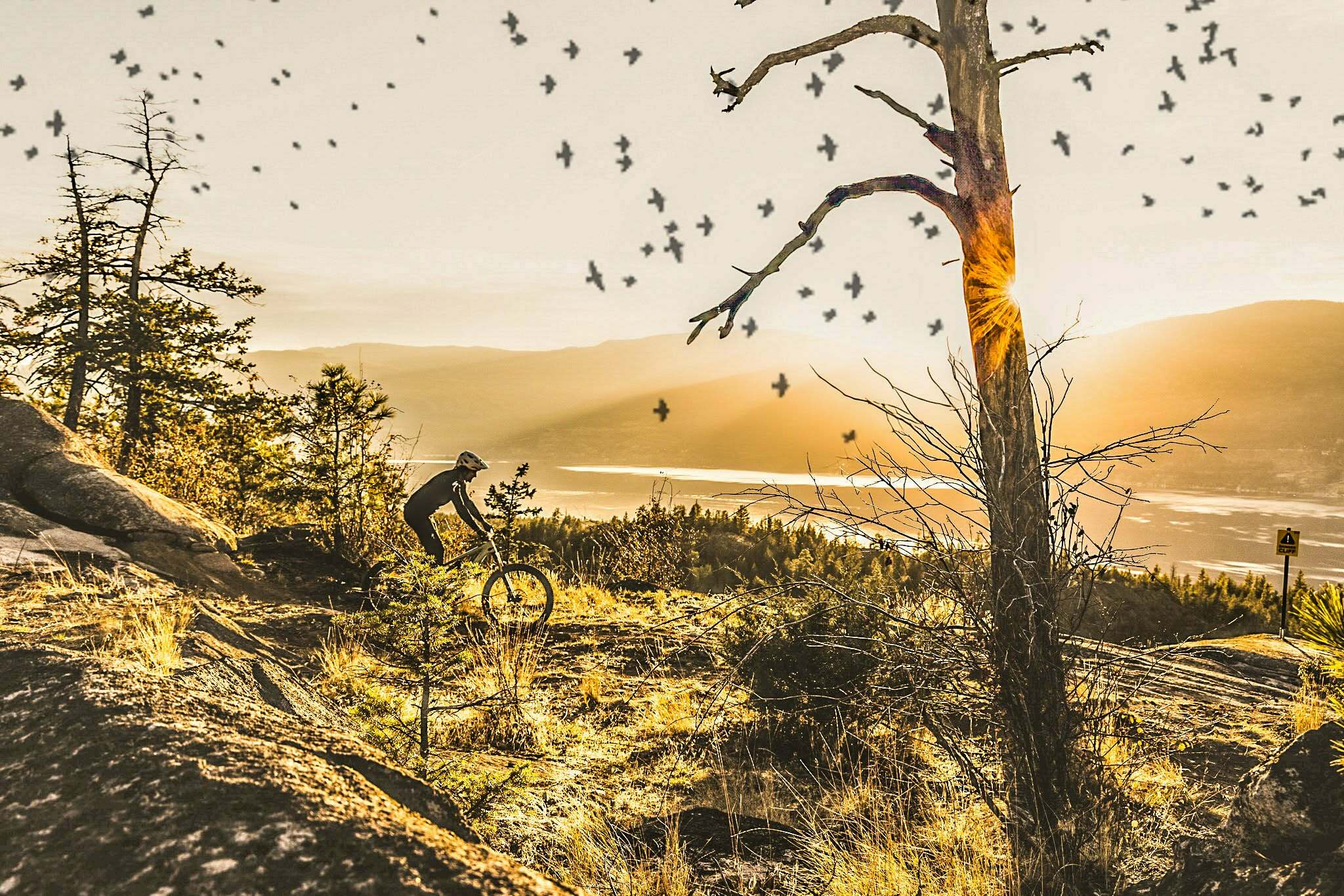 Mountain biker navigating slab rock on an open ridge above Okanagan Lake at golden hour, flock of birds scattered across a warm hazy sky, weathered snag tree in the foreground Photo: Cody Cosens | Predator Ridge Trails