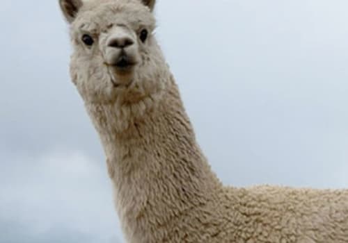 Lodge Life - Alpaca Duvets
