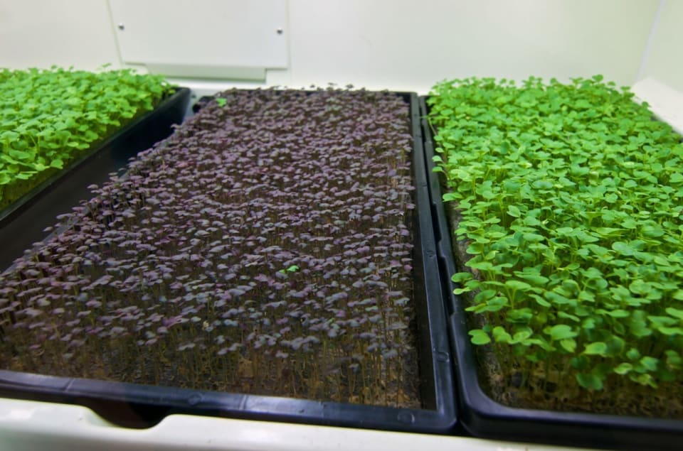 Our kitchen team grows microgreens year-round, ensuring the freshest ingredients for every dish.