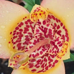 Amythyl Dolosa