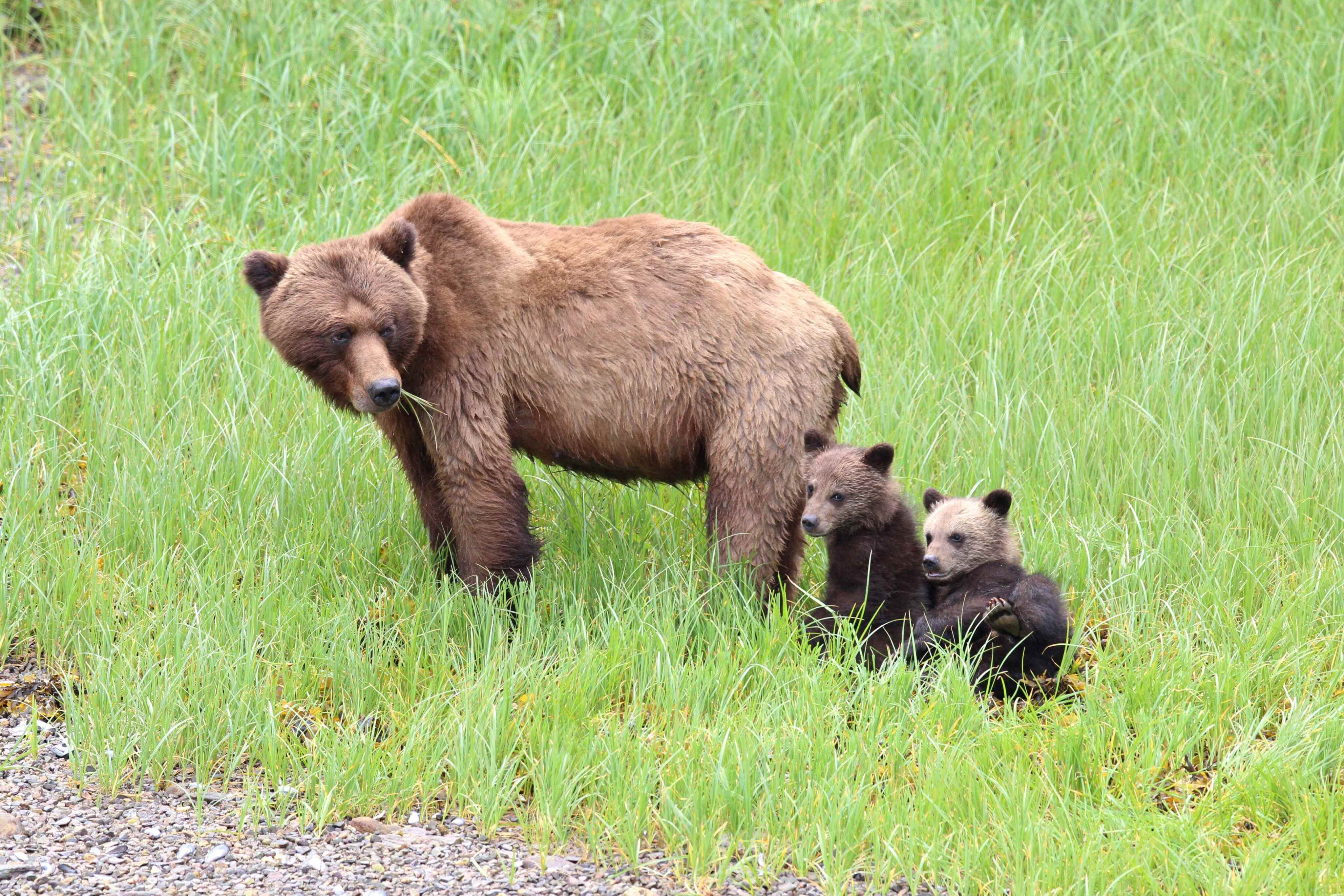 Summer at our Heliskiing Lodge - The Mountain Lodge