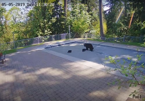 Our Covers Can “Bear” Just About Anything