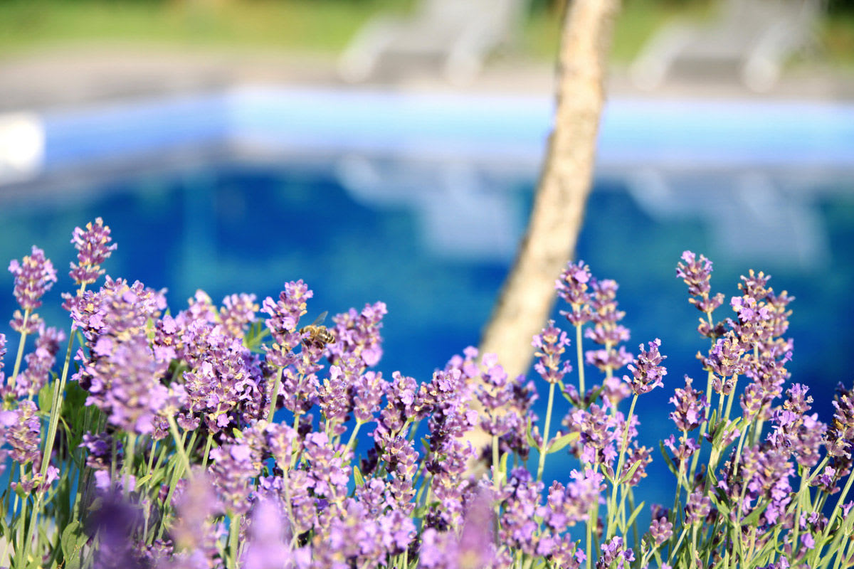 Lavender and other insect-repelling plants help make for an inviting pool Kelowna homeowners will enjoy.
