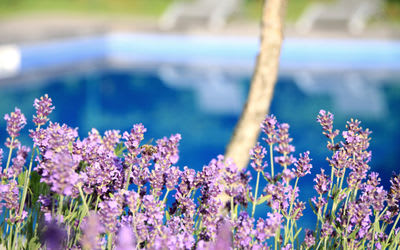 5 Mosquito-repelling Plants for a Pool Kelowna Families Will Enjoy