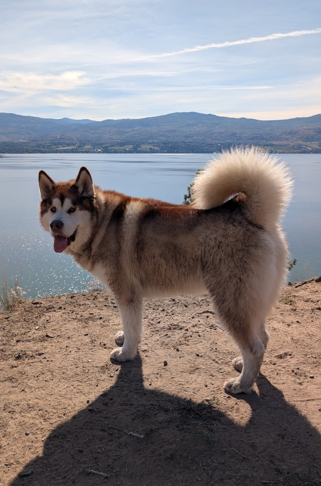 Cody Misura's dog - a husky cross named Meeko