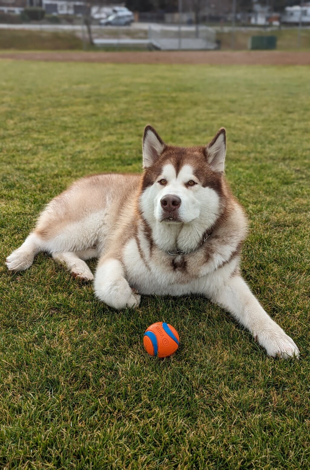 Meeko husky dog laying on the grass with a ball