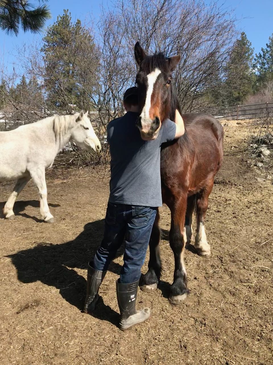 When you're working from home, there aren't any rules how big your "office pet" has to be.  I find horses great therapy animals. - James