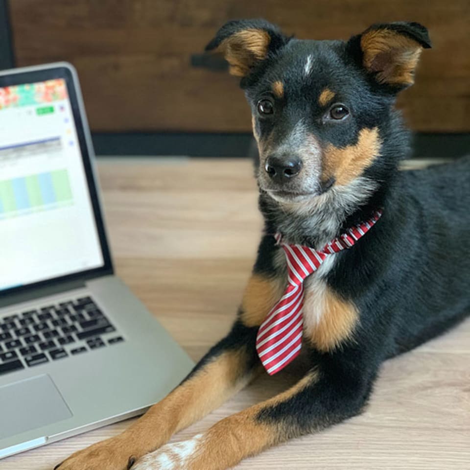 Churro, our office dog.  Since we are all working from home during the Coronavirus times, everyone's has their own pet to help them manage.  If you find your cat a little too good at 6ft social distancing, it's time to find yourself a dog. ;-)